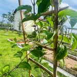 Bán vườn 1.600m² Hàm Chính, Bình Thuận 1 tỷ 790 - Ảnh thu nhỏ 3
