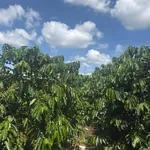 Bán đất Hoài Đức 11.000m² giá 7.2 tỷ - Ảnh thu nhỏ 2