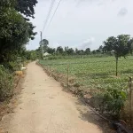 Bán đất cây lâu năm tại Cồn Bà Hoà Xã Bình Thạnh Huyện Châu Thành AG - Ảnh thu nhỏ 15