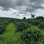 Bán 1,9 ha đất trồng cà phê Gia Lai 4,5 tỷ - Ảnh thu nhỏ 2