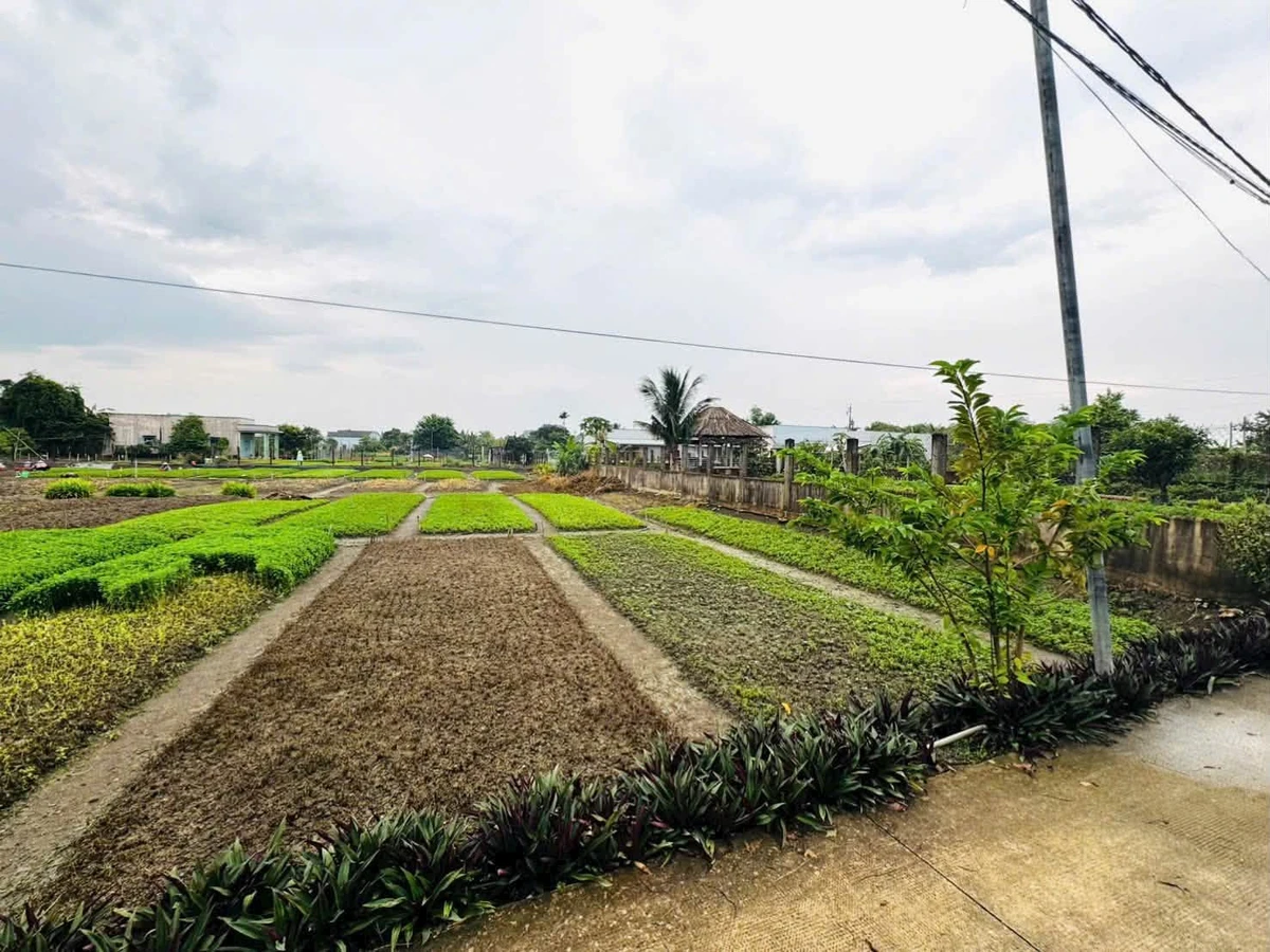 Bán đất lúa 3700m² Phước Hậu, Cần Giuộc - Ảnh thu nhỏ 2