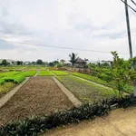 Bán đất lúa 3700m² Phước Hậu, Cần Giuộc - Ảnh thu nhỏ 2