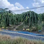 Bán 2 công đất lúa Ấp Bình Ân, Hiệp Thạnh, Long An - Ảnh thu nhỏ 1
