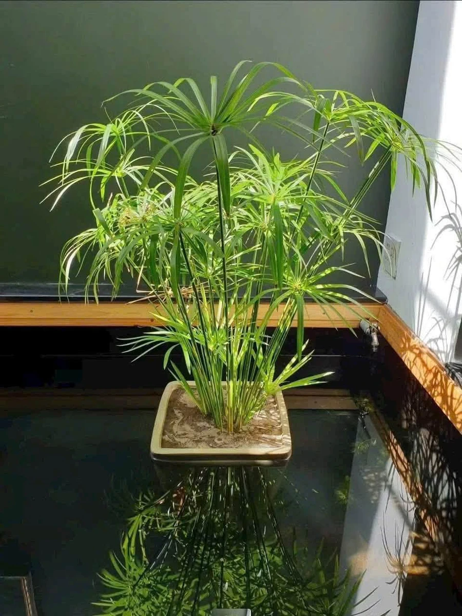 Bán nhà cấp 4 170m² 2 phòng ngủ Đặng Văn Lãnh 2 tỷ 150 triệu - Ảnh thu nhỏ 3