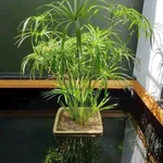 Bán nhà cấp 4 170m² 2 phòng ngủ Đặng Văn Lãnh 2 tỷ 150 triệu - Ảnh thu nhỏ 3