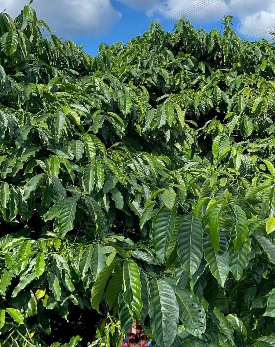 Bán đất nông nghiệp 1 hectare tại km65 Đắk Lắk, 3,75 tỷ - Ảnh thu nhỏ 3