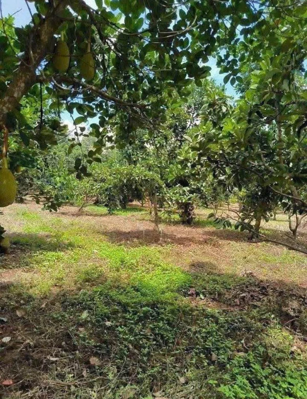 Bán đất 500m² đường Lê A Đồng Nai 8xx triệu