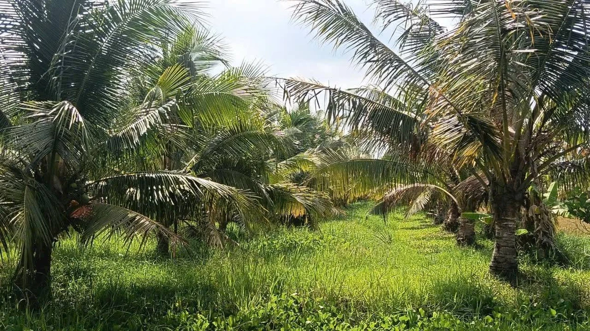 Bán đất vườn dừa 10.000m2 Ba Tri, Bến Tre - Ảnh thu nhỏ 2