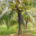 Bán đất vườn dừa 2.4 công Phong Nẫm, Bến Tre - Ảnh thu nhỏ 3