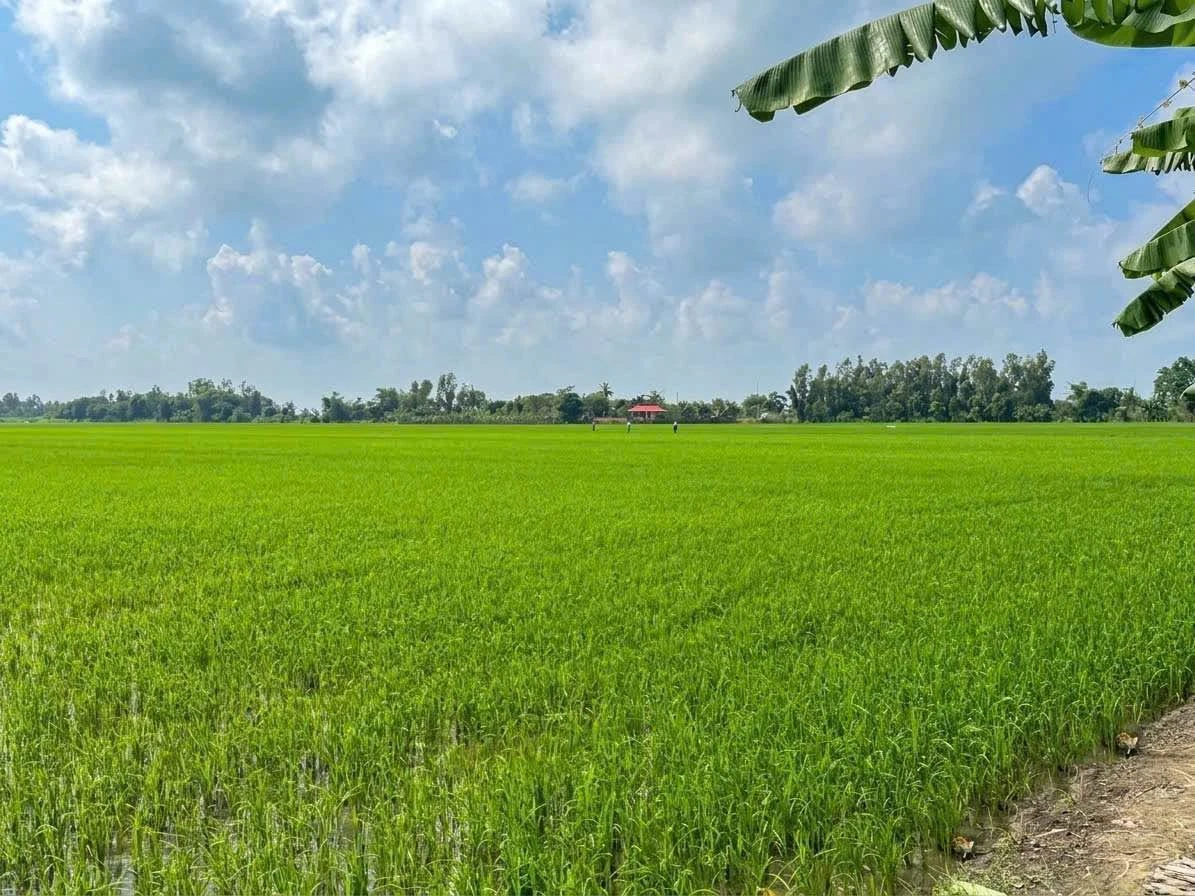 Bán 6 công đất ruộng mặt tiền kênh An Châu, An Giang - Ảnh 1
