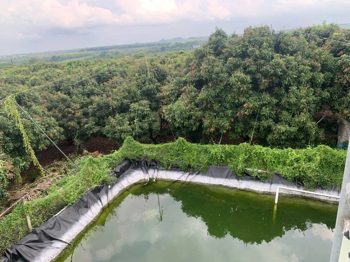 Bán vườn nhãn 4,3 mẫu, 600m2 thổ cư, 3 mặt tiền, giá 25 tỷ tại Cẩm Mỹ, Đồng Nai - Ảnh thu nhỏ 4