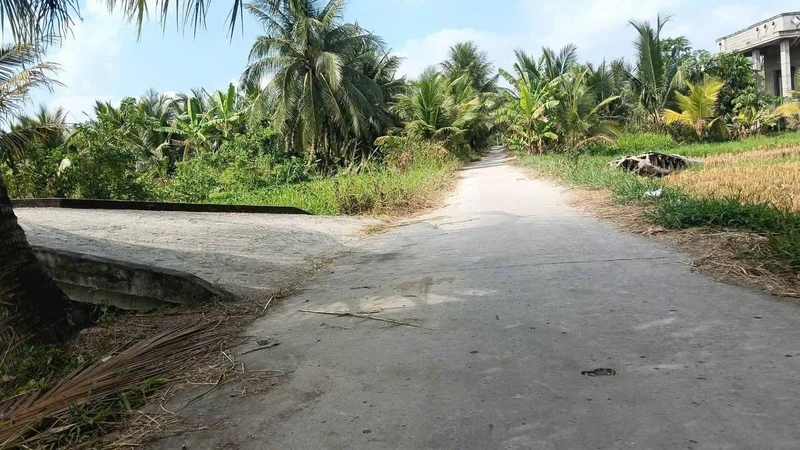 Bán đất vườn dừa 10.000m2 Ba Tri, Bến Tre