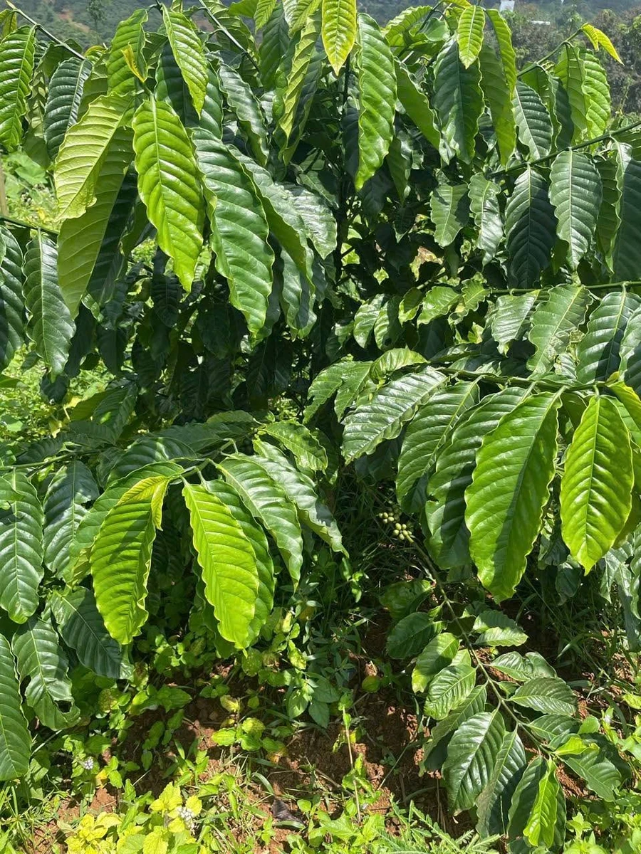 Bán đất vườn 1ha Phường Gia Nghĩa, Đắk Nông 3 tỷ - Ảnh thu nhỏ 4
