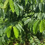 Bán đất vườn 1ha Phường Gia Nghĩa, Đắk Nông 3 tỷ - Ảnh thu nhỏ 4