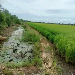 Bán 11.000m² đất lúa Tân Thành Thủ Thừa, Tây Ninh - Ảnh thu nhỏ 2