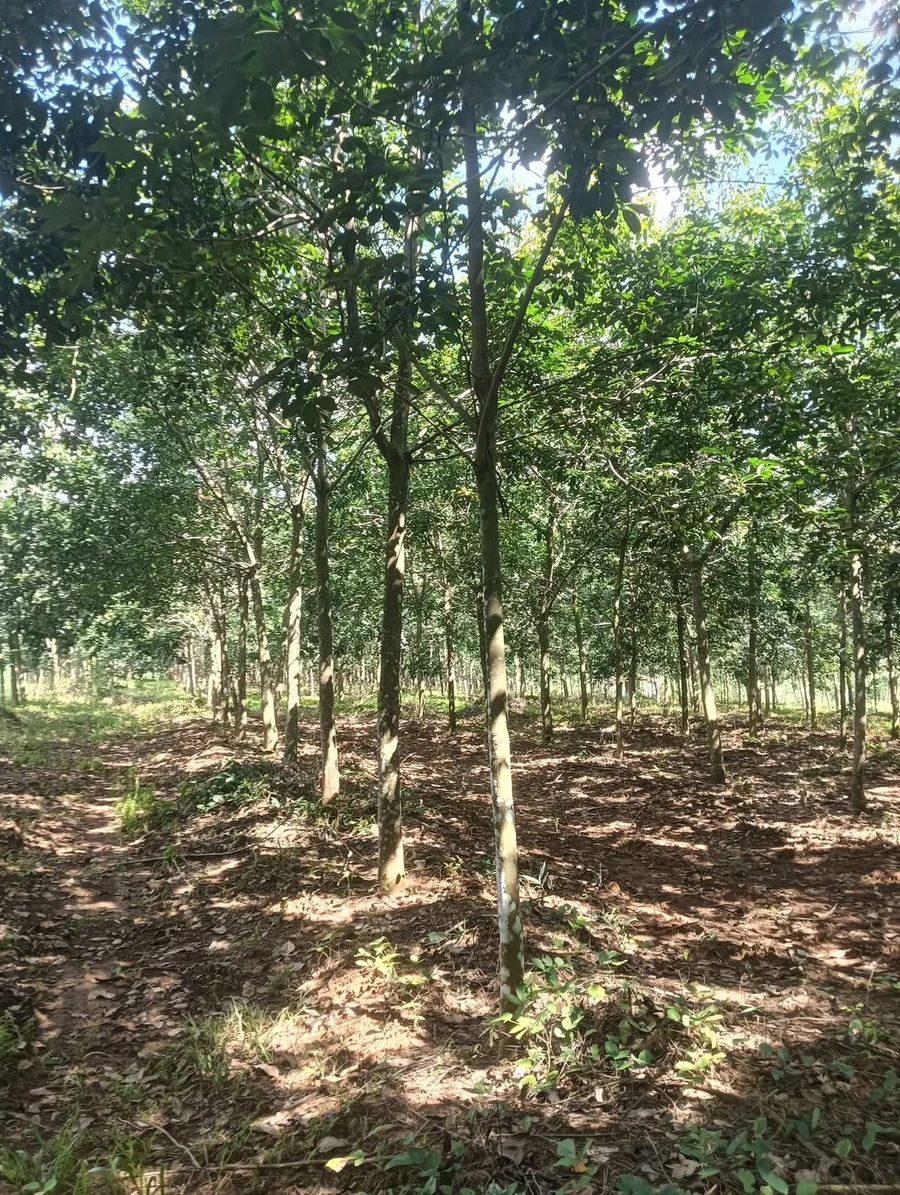 Bán đất cao su Bình Phước 4,1 ha giá 1.35 tỷ - Ảnh 1