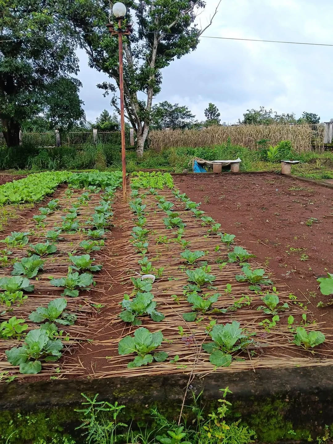 Bán đất 600m2 Xã Nghĩa Phú Hóc Môn 100 triệu - Ảnh 1