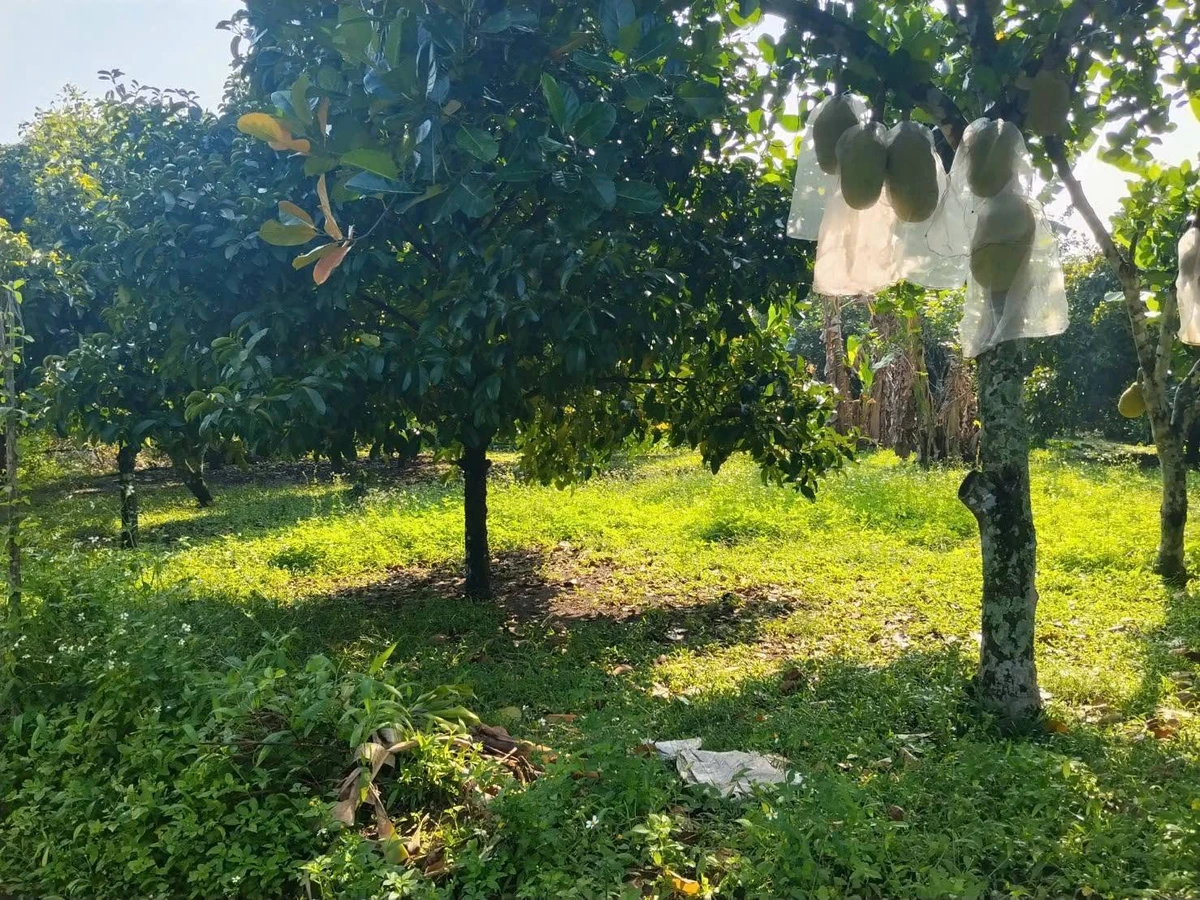 Bán đất vườn 500m² có thổ cư ở Long Khánh, Đồng Nai - Ảnh 1