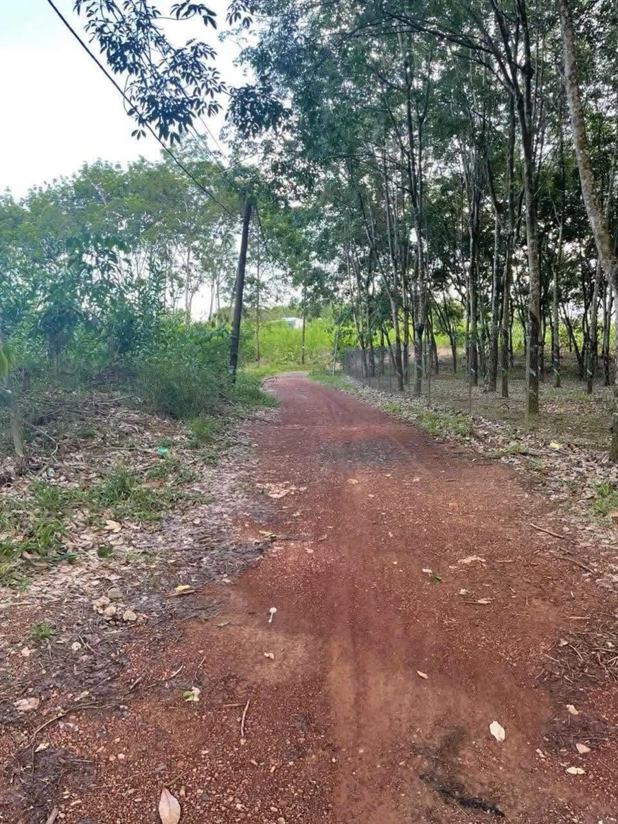Sang nhượng 2,4 mẫu đất vườn sầu riêng có nhà cấp 4 tại Trị An, Đồng Nai giá 5 tỷ - Ảnh thu nhỏ 3