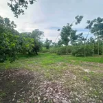 Bán 3ha đất điều và cao su, giá 1,8 tỷ/ha tại Bình Thắng, Bù Gia Mập - Ảnh thu nhỏ 4