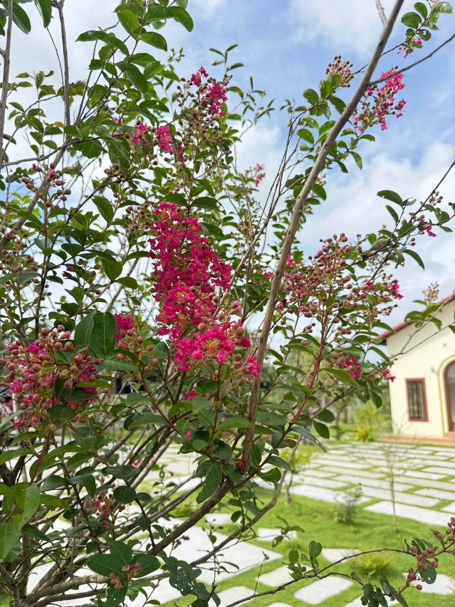 Bán nhà vườn nghỉ dưỡng 1.600m² gần Phan Thiết 1,85 tỷ - Ảnh thu nhỏ 5