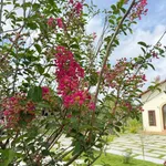 Bán nhà vườn nghỉ dưỡng 1.600m² gần Phan Thiết 1,85 tỷ - Ảnh thu nhỏ 5