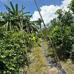 Bán đất 10800m² Phủ Hồng, Xuyên Mộc BRVT, 3 tỷ - Ảnh thu nhỏ 2