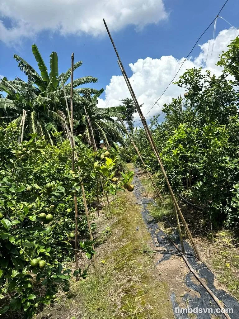 Bán đất 10800m² Phủ Hồng, Xuyên Mộc BRVT, 3 tỷ - Ảnh thu nhỏ 2