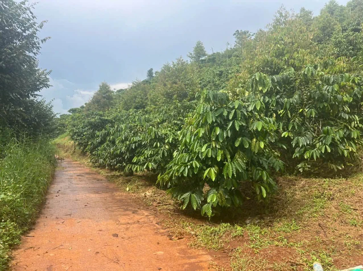 Bán đất 1.1 hecta Xã Thuận An Đắk Mil 2.7 tỷ - Ảnh 1