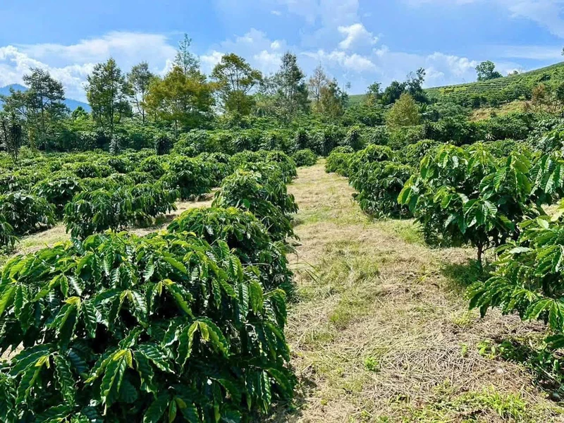 Bán đất 2 sào 3 trồng cà phê Bảo Lộc 1 tỷ 2