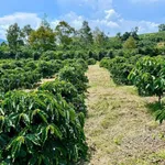Bán đất 2 sào 3 trồng cà phê Bảo Lộc 1 tỷ 2 - Ảnh thu nhỏ 1