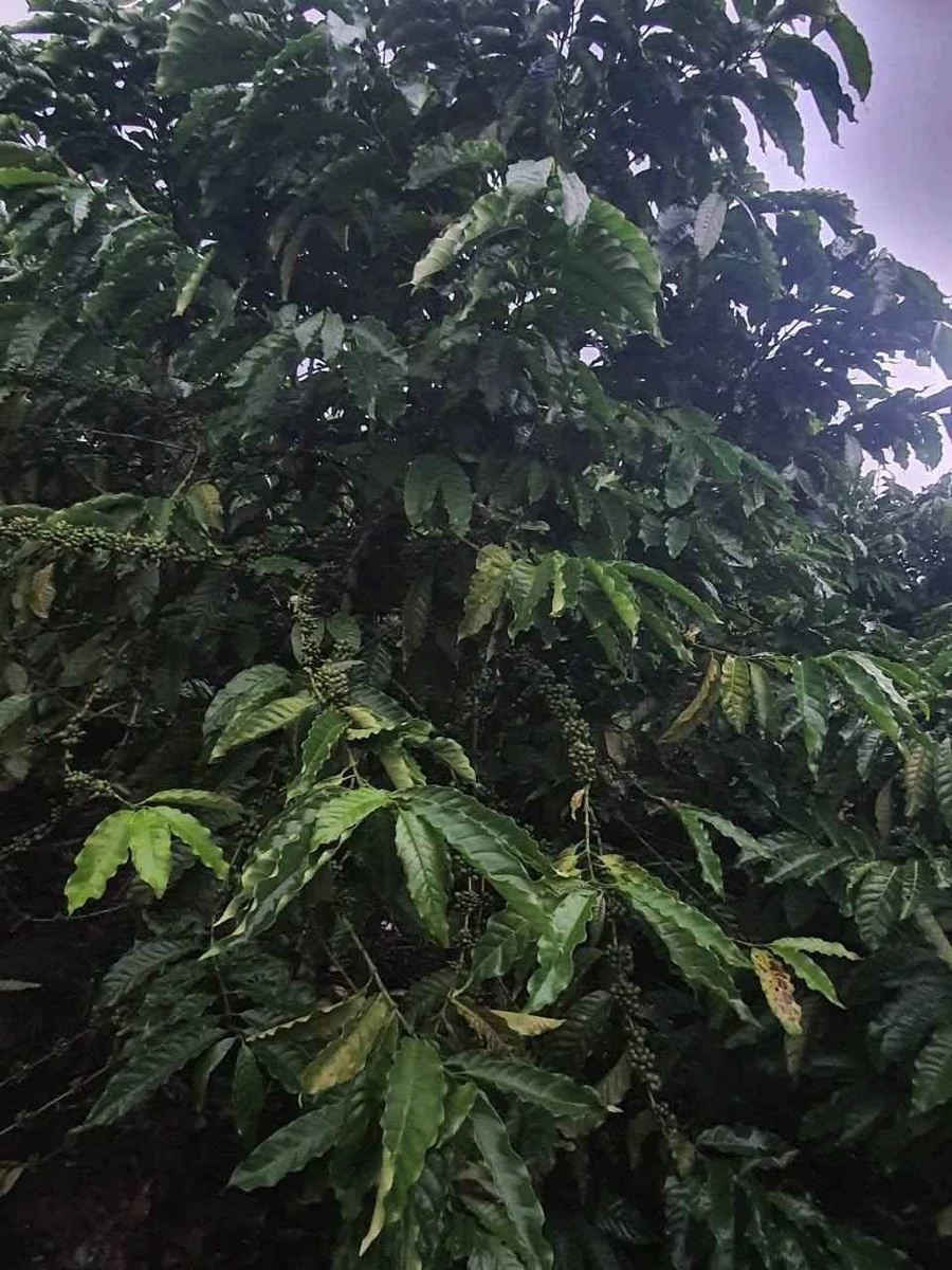 Bán 2ha đất nông nghiệp Krông Nô, Đắk Lắk, view hồ, 6 tỷ 5 - Ảnh thu nhỏ 4