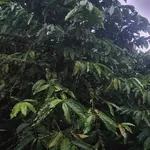 Bán 2ha đất nông nghiệp Krông Nô, Đắk Lắk, view hồ, 6 tỷ 5 - Ảnh thu nhỏ 4
