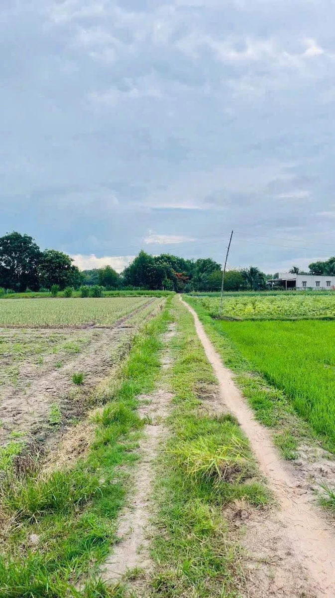 Bán đất lúa 41x33m Bầu Công, Hậu Nghĩa, thích hợp làm nhà vườn, giữa hai Vinhomes - Ảnh 1