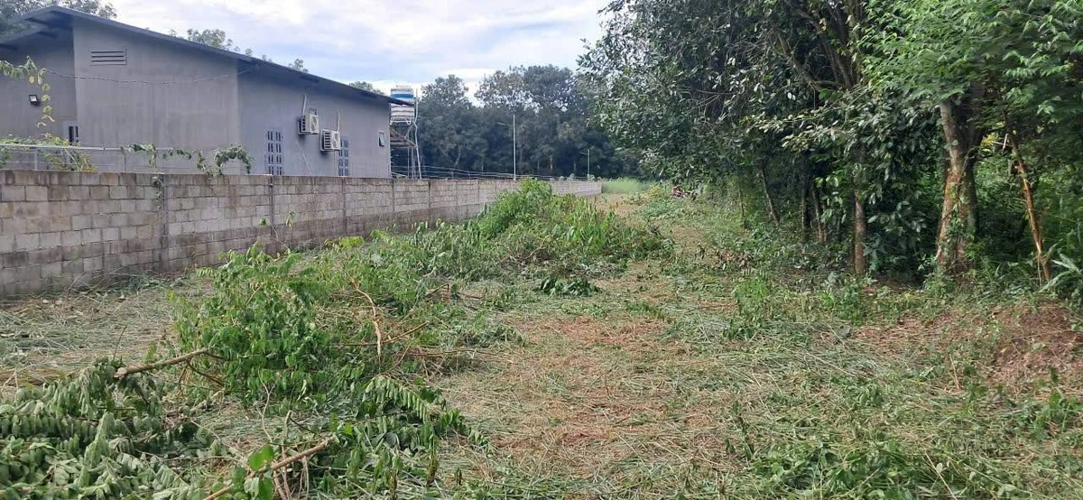 Bán đất 4.824m2 có 4.000m2 đất SKC ngành gỗ gần ĐT744, Dầu Tiếng - Ảnh thu nhỏ 4