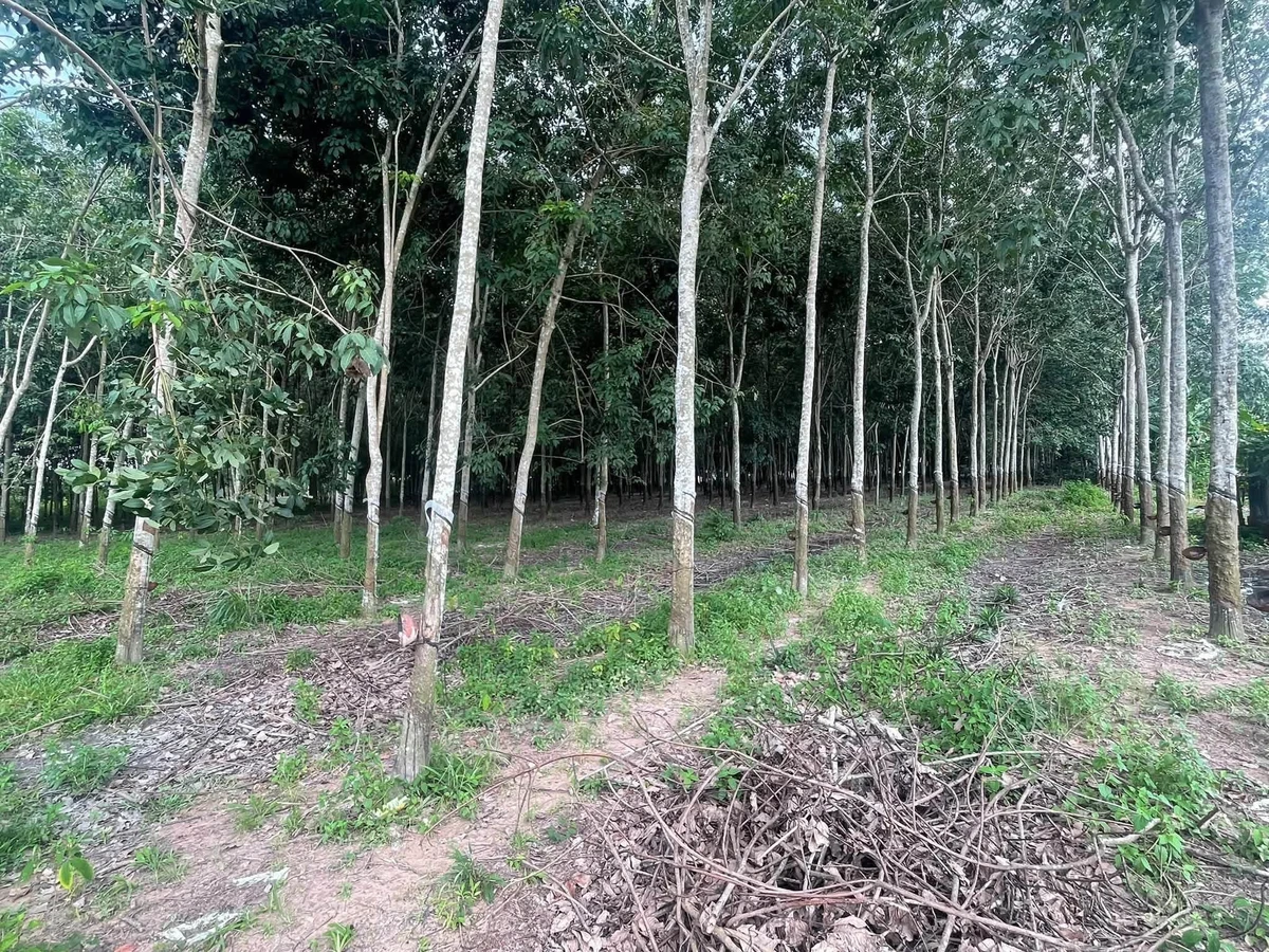 Bán đất 9000m² mặt tiền 20m Long Tân Cần Giờ - Ảnh thu nhỏ 2