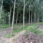 Bán đất 9000m² mặt tiền 20m Long Tân Cần Giờ - Ảnh thu nhỏ 2