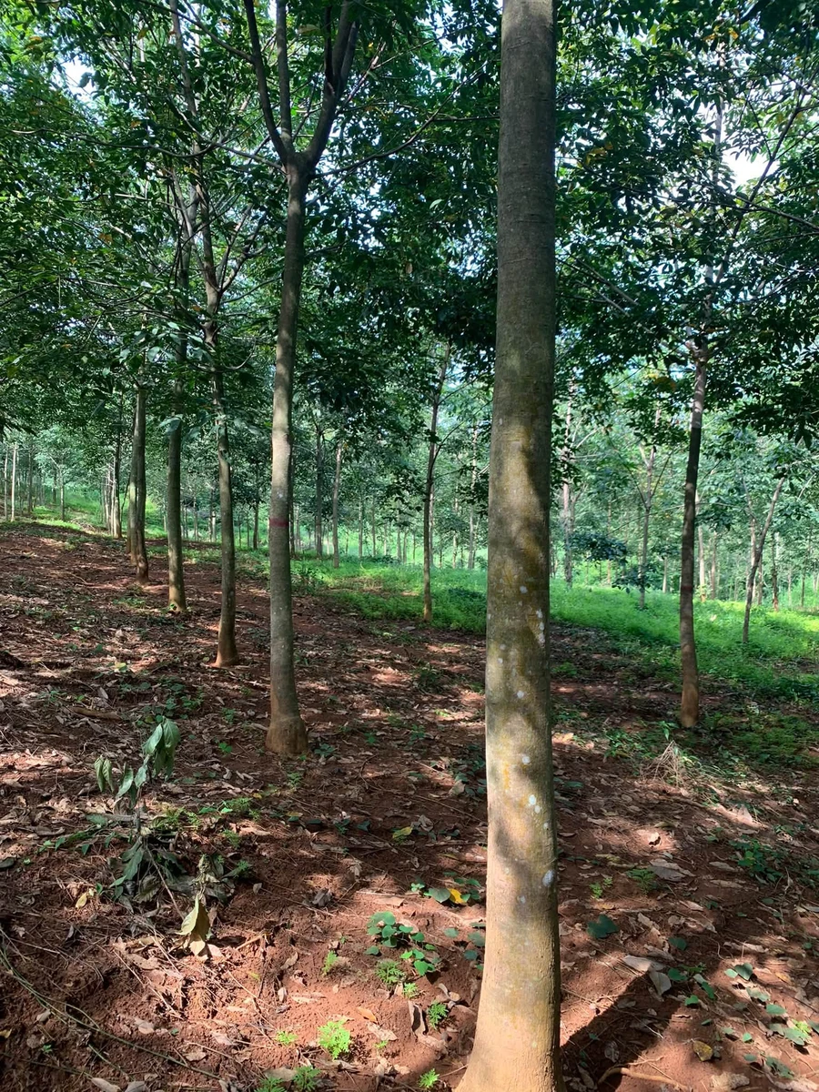 Bán 1,7 ha đất vườn cao su tại Phú Trung, Bình Phước, giá 2,35 tỷ - Ảnh thu nhỏ 2