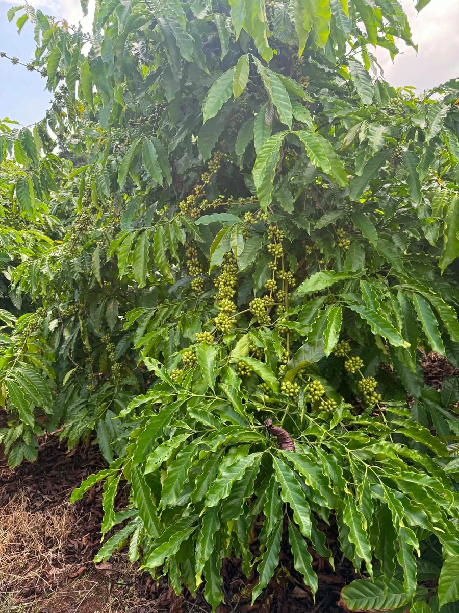 Bán 2ha đất vườn cà phê tại Đăk Jrang, Mang Yang, Gia Lai giá 3 tỷ - Ảnh thu nhỏ 4