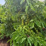 Bán 2ha đất vườn cà phê tại Đăk Jrang, Mang Yang, Gia Lai giá 3 tỷ - Ảnh thu nhỏ 4
