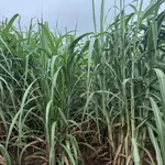 Bán 10 ha đất rẫy mía có nhà tạm, giếng khoan, mặt đường bê tông tại huyện Ea Súp, Đắk Lắk - Ảnh thu nhỏ 2