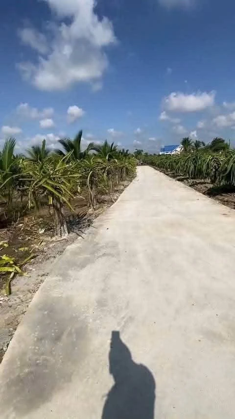 Bán đất thổ 2080m² Long Trì, Châu Thành, Long An - Ảnh thu nhỏ 3