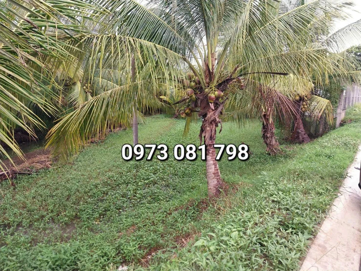 Bán đất mặt tiền QL57 An Định 1.500 m² Bến Tre - Ảnh thu nhỏ 2