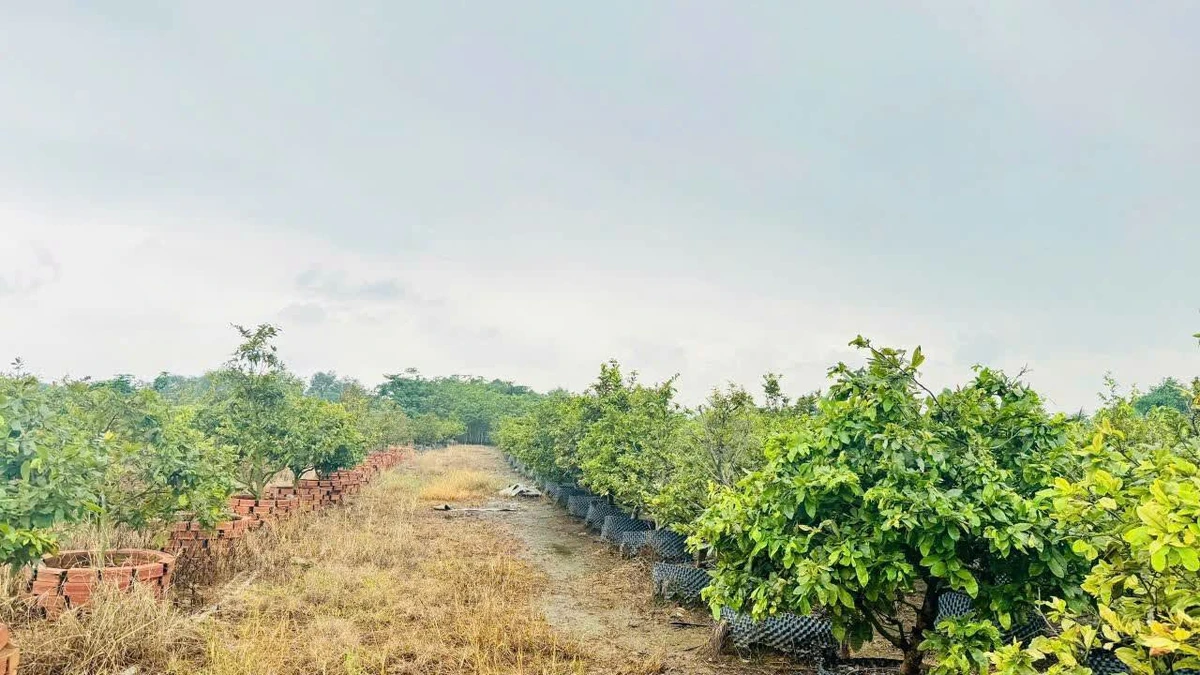 Bán vườn mai gần 2ha đất ONT, có ao cá, cây ăn trái tại Tân Triều, Đồng Nai - Ảnh thu nhỏ 3