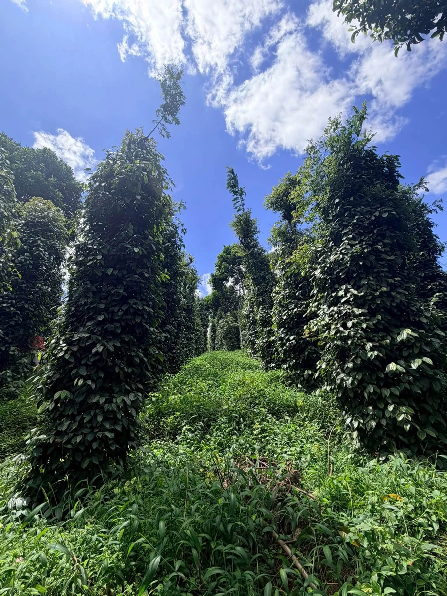 Bán gấp lô đất 7000m² Lâm Đồng 1 tỷ 1 - Ảnh thu nhỏ 4