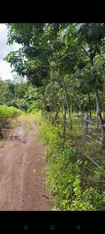 Bán đất 8,6 ha cao su ở An Khương, Hớn Quản, giá 1 tỷ