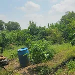 Bán đất vườn 500m² Tân Thành Thủ Thừa - Ảnh thu nhỏ 3