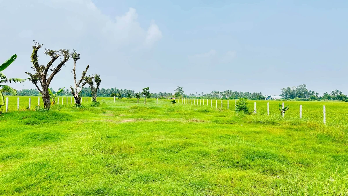 Bán 1989m² đất nhánh 3/2, sân vườn cao ráo - Ảnh thu nhỏ 2