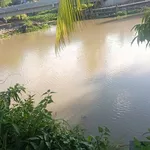 Bán 1888 m² đất vườn dừa Bình Thành, Bến Tre, 750 triệu - Ảnh thu nhỏ 5