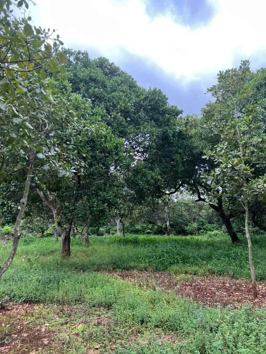 Bán đất mặt tiền 60m Tân Hương, Đồng Phú, Bình Tân - Ảnh thu nhỏ 2